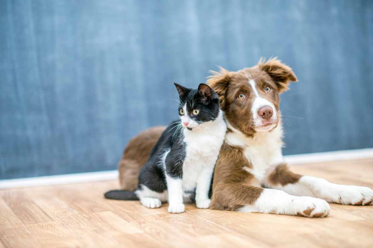 Cane e gatto animali domestici