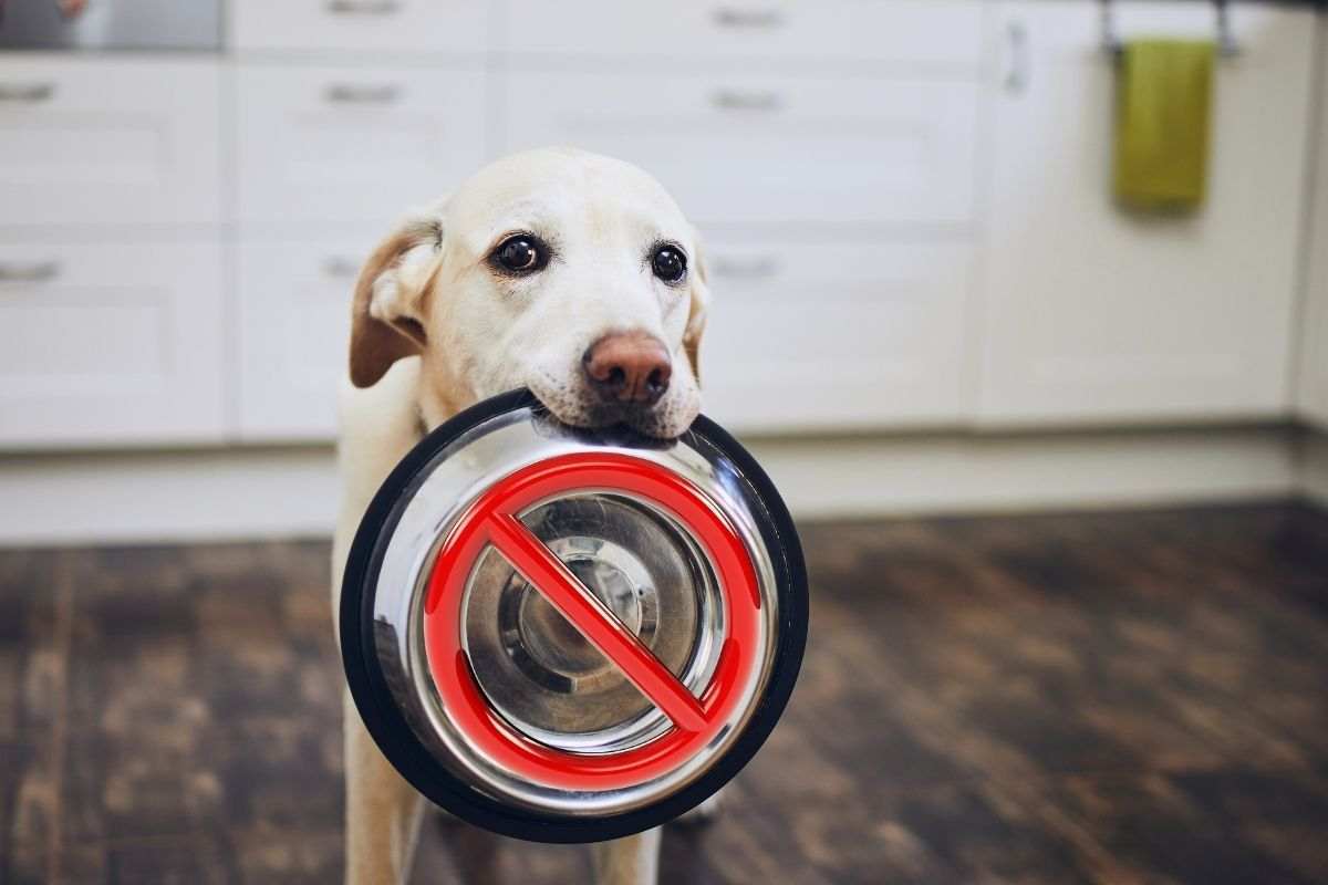 gli occhioni del cane