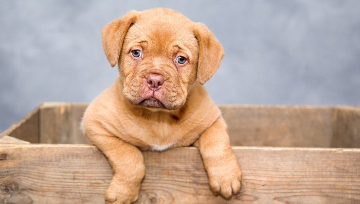 non dare mai al tuo cane questi alimenti