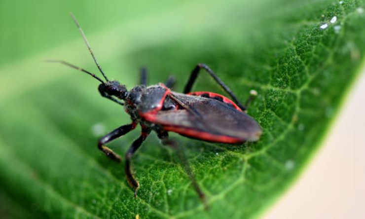 Come contrastare le cimici dei letti