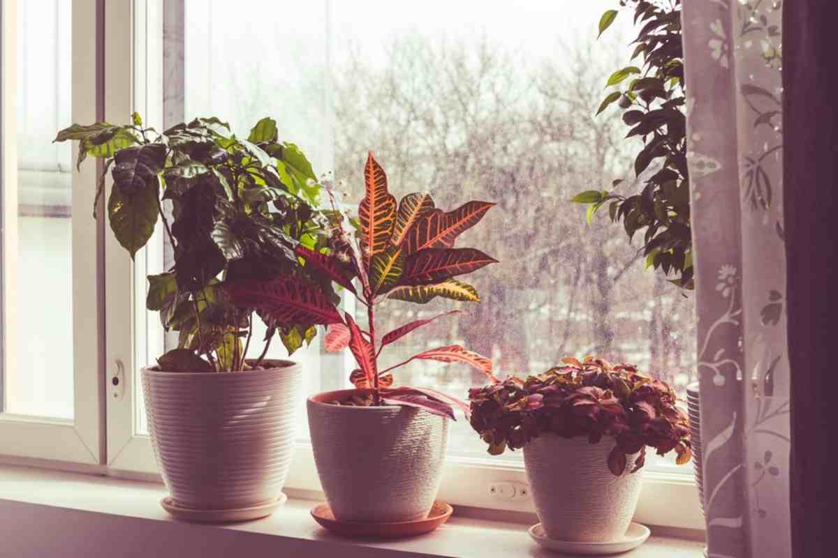 Come trasformare delle tazze in vasi per piante