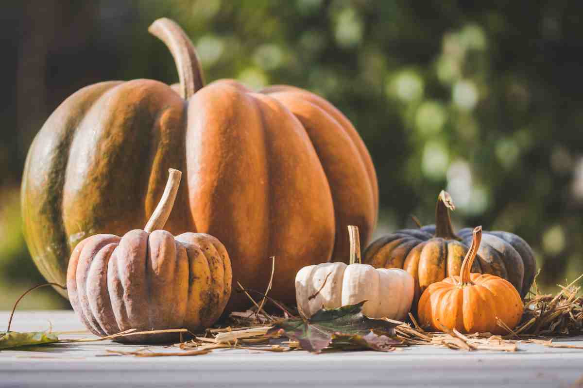 Come conservare la zucca avanzata da Halloween