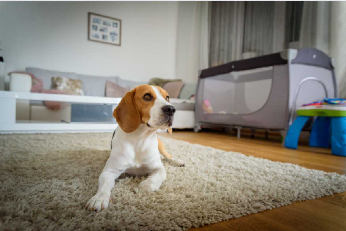 animali in casa e vita di coppia