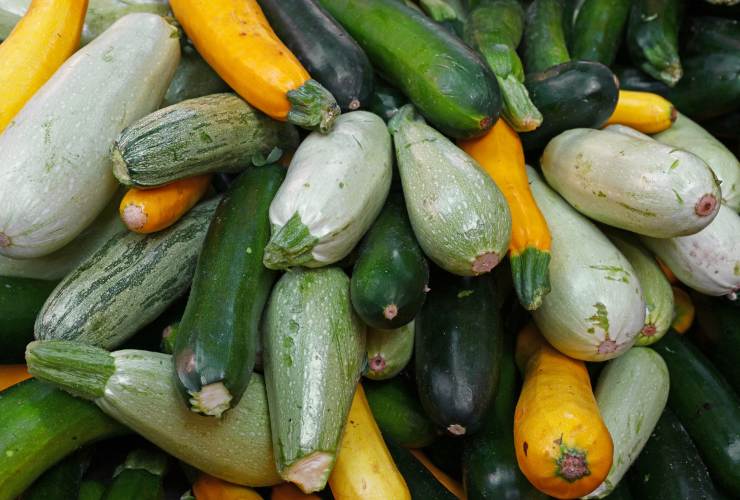 Perché le zucchine diventano tossiche