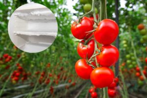 pomodori e congelatore